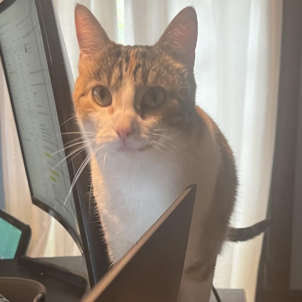 Torrey, Adoptable, Adult Female Domestic Short Hair.