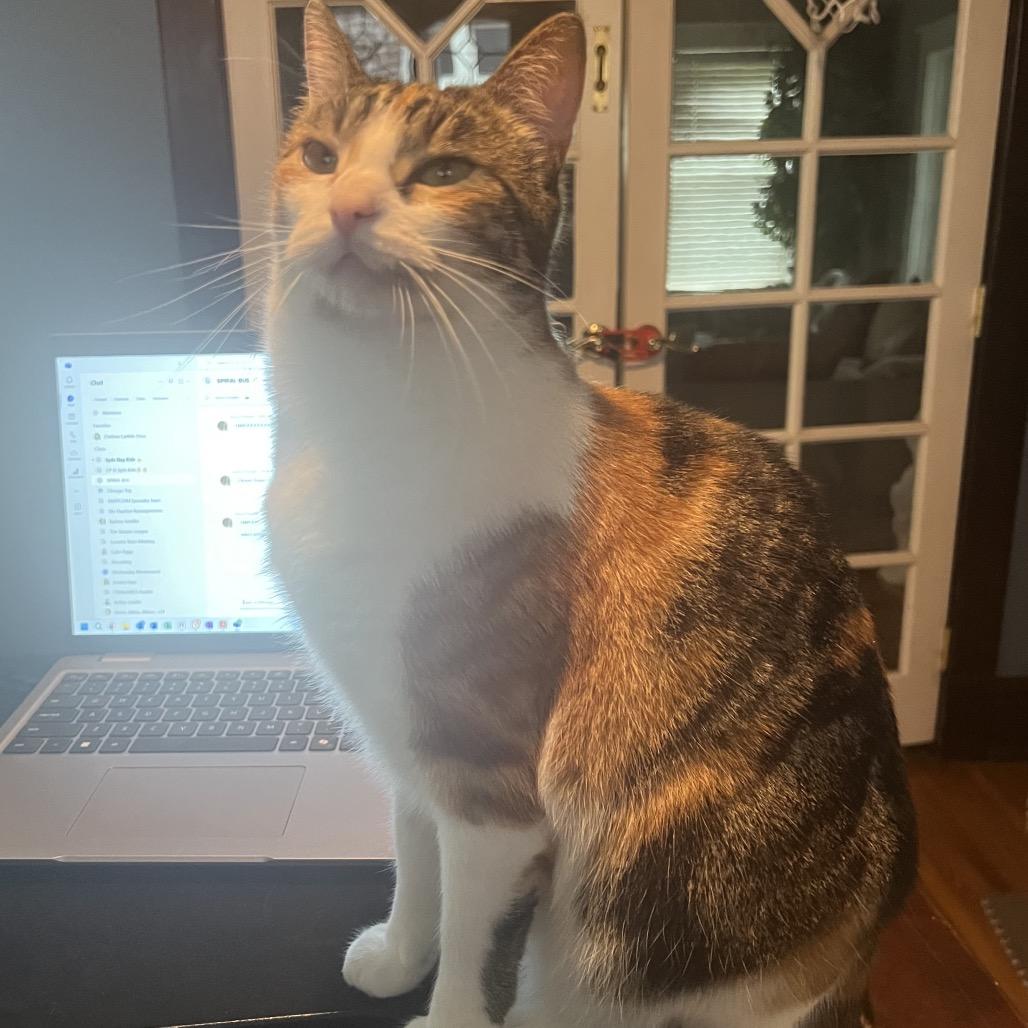 Torrey, a Adoptable Domestic Short Hair in St. Peters, MO image 2/5