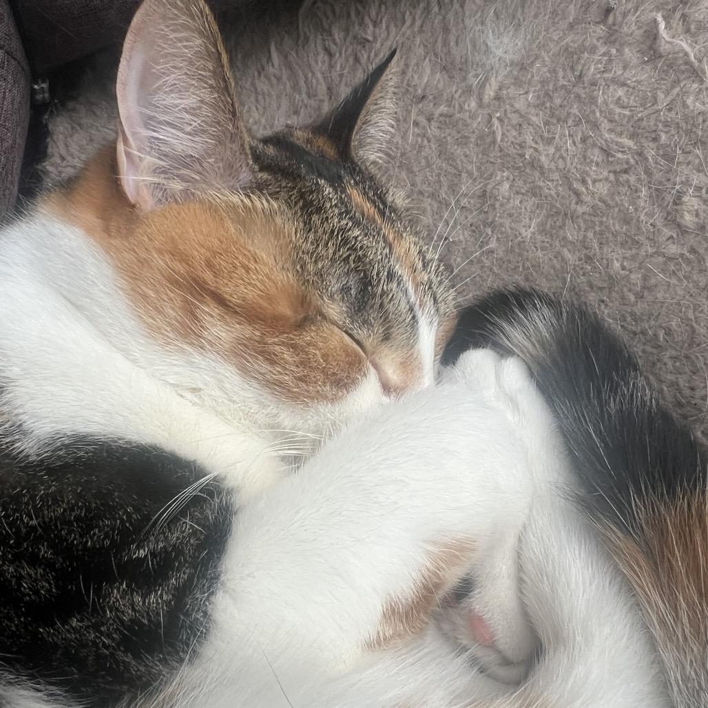 Torrey, a Adoptable Domestic Short Hair in St. Peters, MO image 3/5