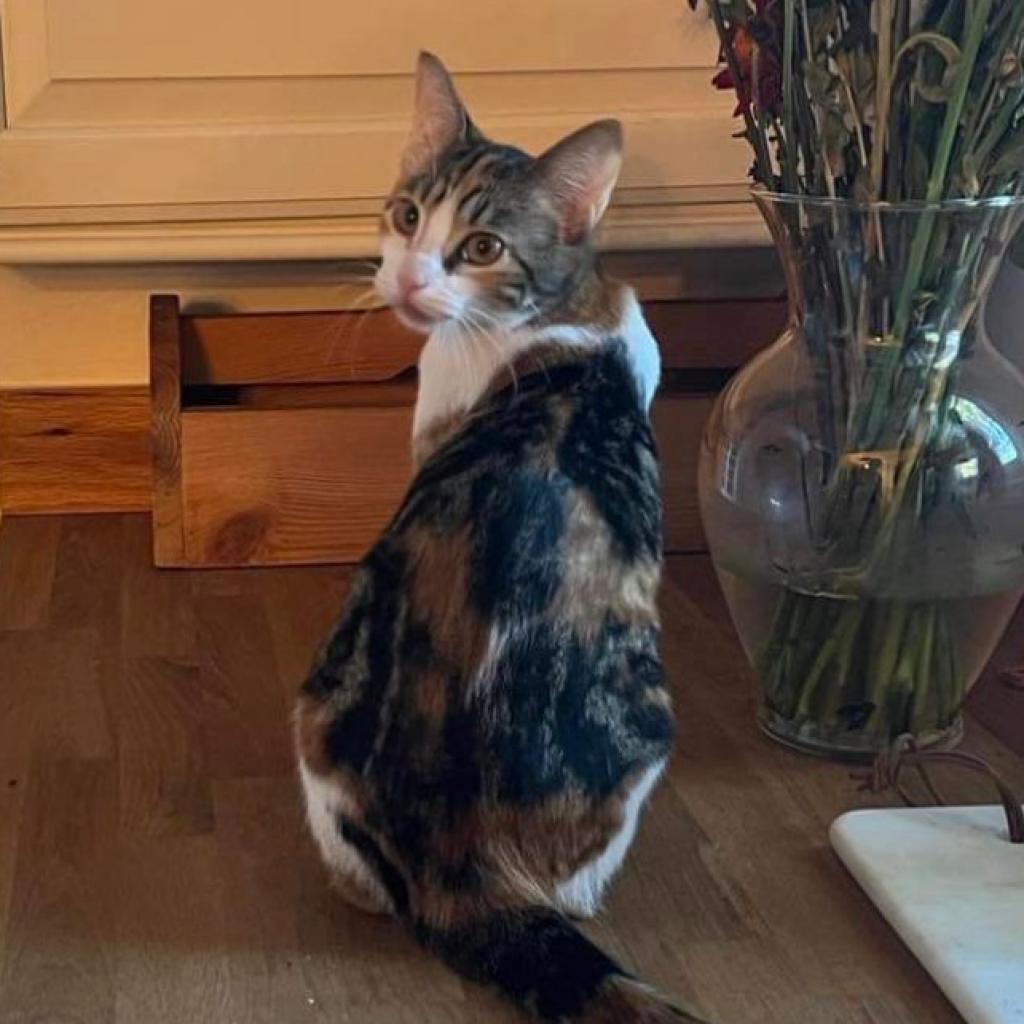 Torrey, a Adoptable Domestic Short Hair in St. Peters, MO image 4/5