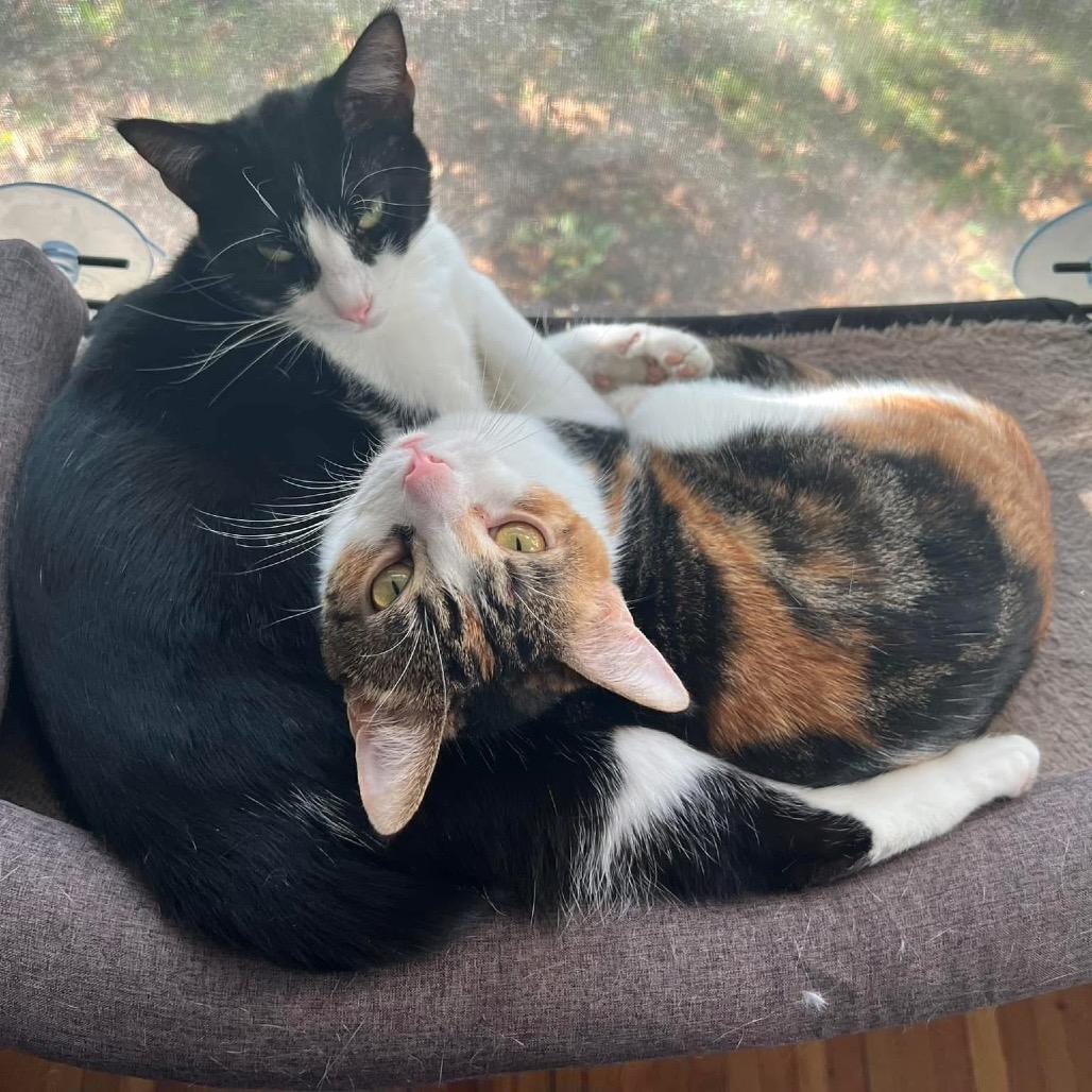 Torrey, a Adoptable Domestic Short Hair in St. Peters, MO image 5/5