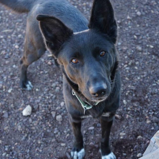 Enlarge Scruffy, a Adoptable mixed breed in Show Low, AZ image 1/4