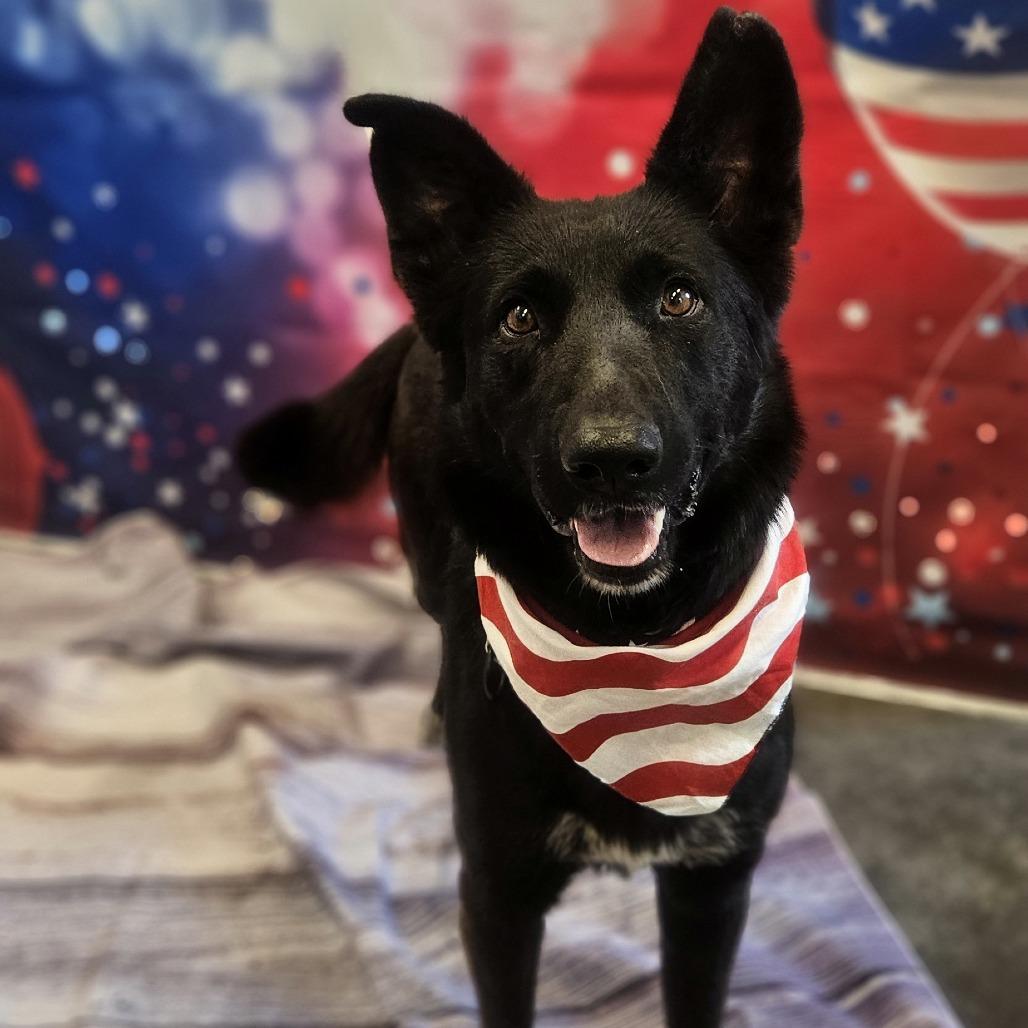 Enlarge Scruffy, a Adoptable mixed breed in Show Low, AZ image 2/4