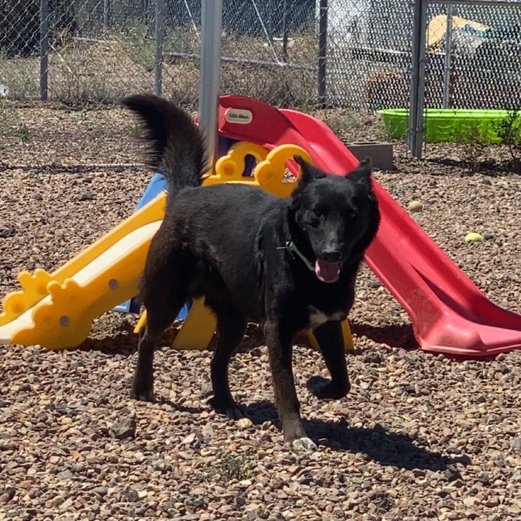 Enlarge Scruffy, a Adoptable mixed breed in Show Low, AZ image 3/4