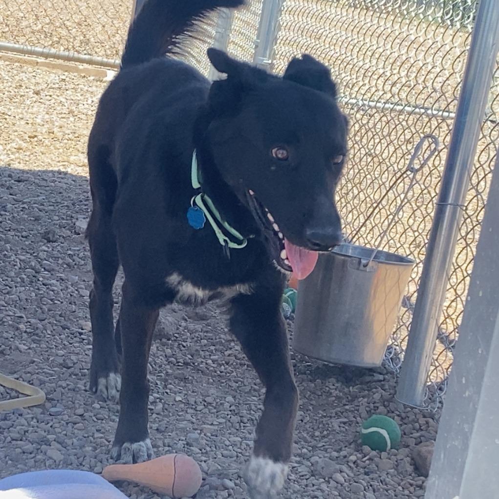 Enlarge Scruffy, a Adoptable mixed breed in Show Low, AZ image 4/4