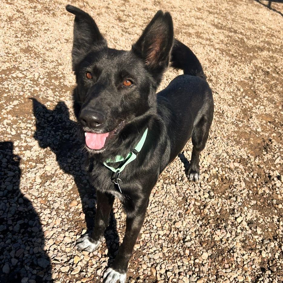 Enlarge Scruffy, a Adoptable mixed breed in Show Low, AZ image 5/5