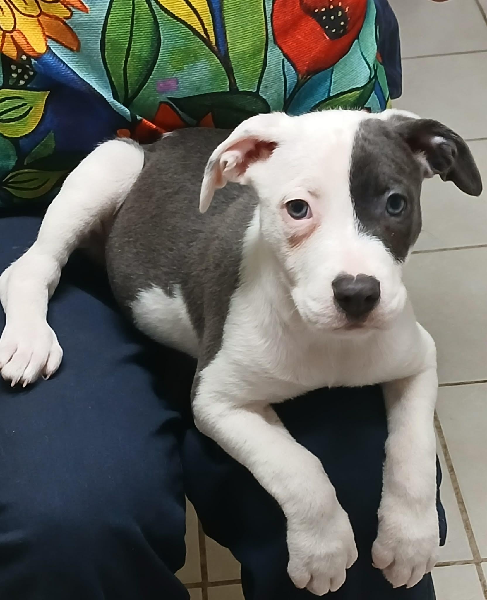 Skittles, an adopted mixed breed in Pensacola, FL image 2/2