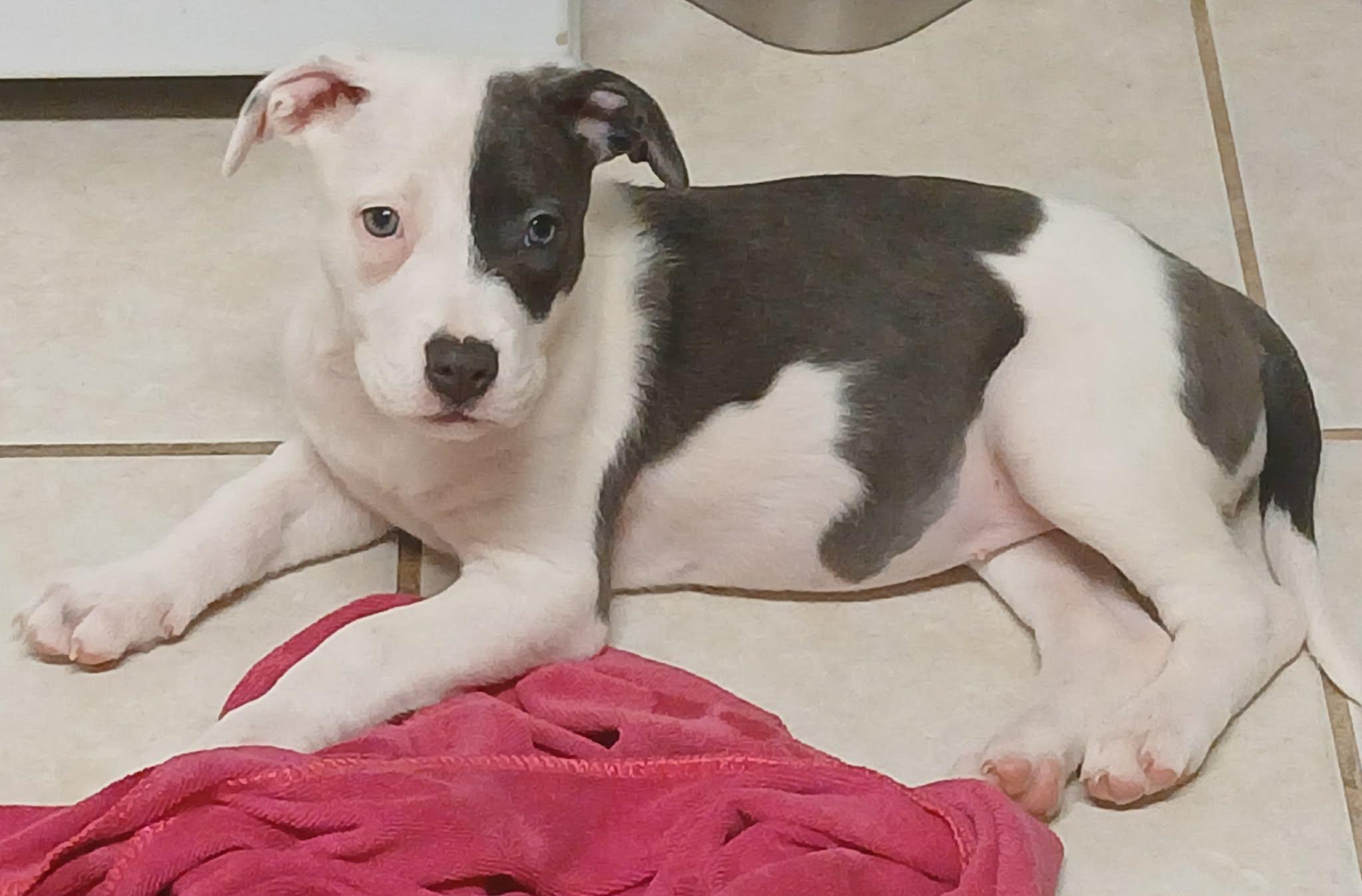 Skittles, adopted, Puppy Female American Staffordshire Terrier.