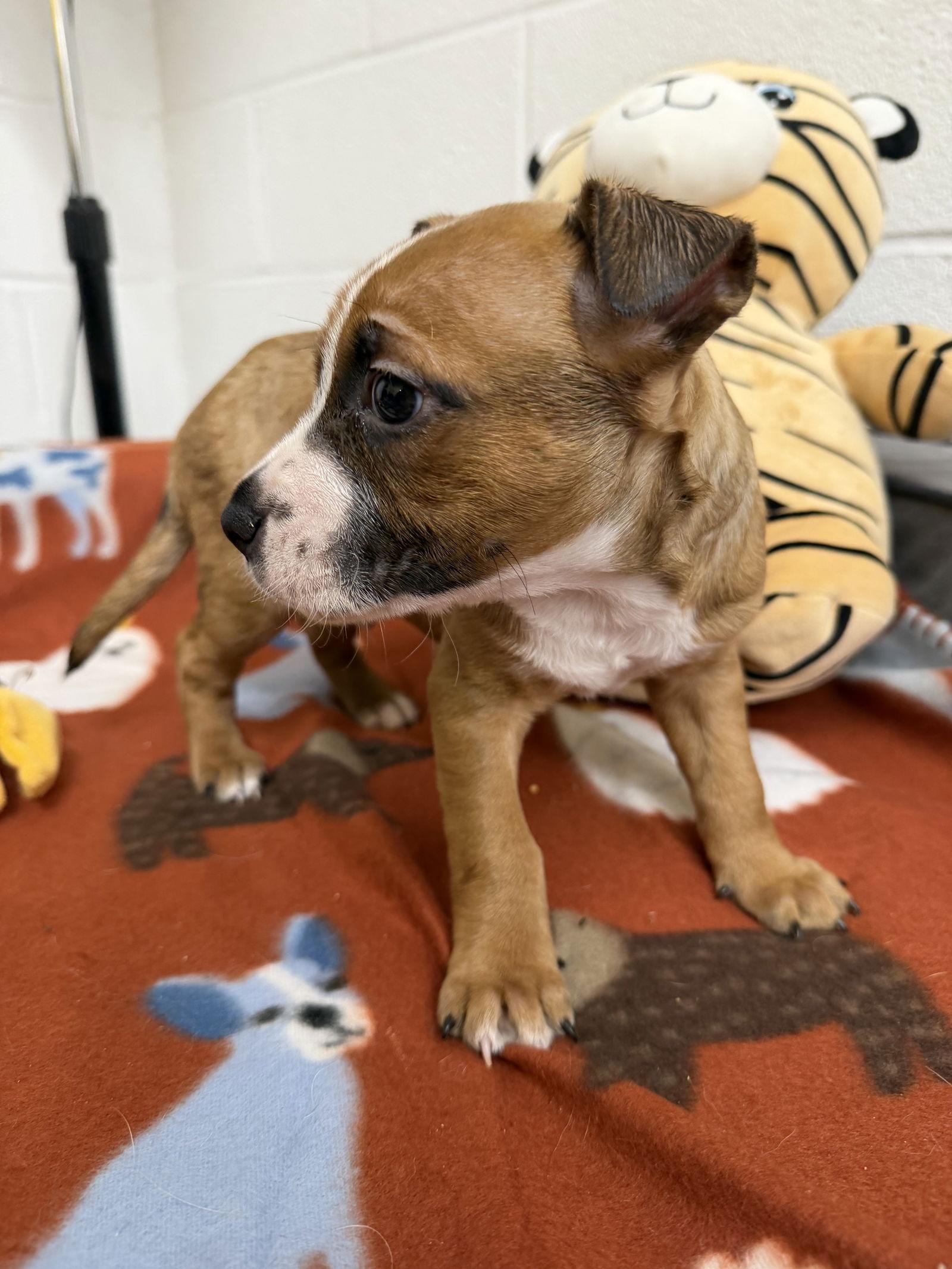 Jaxx, a Adoptable mixed breed in York, SC image 1/3