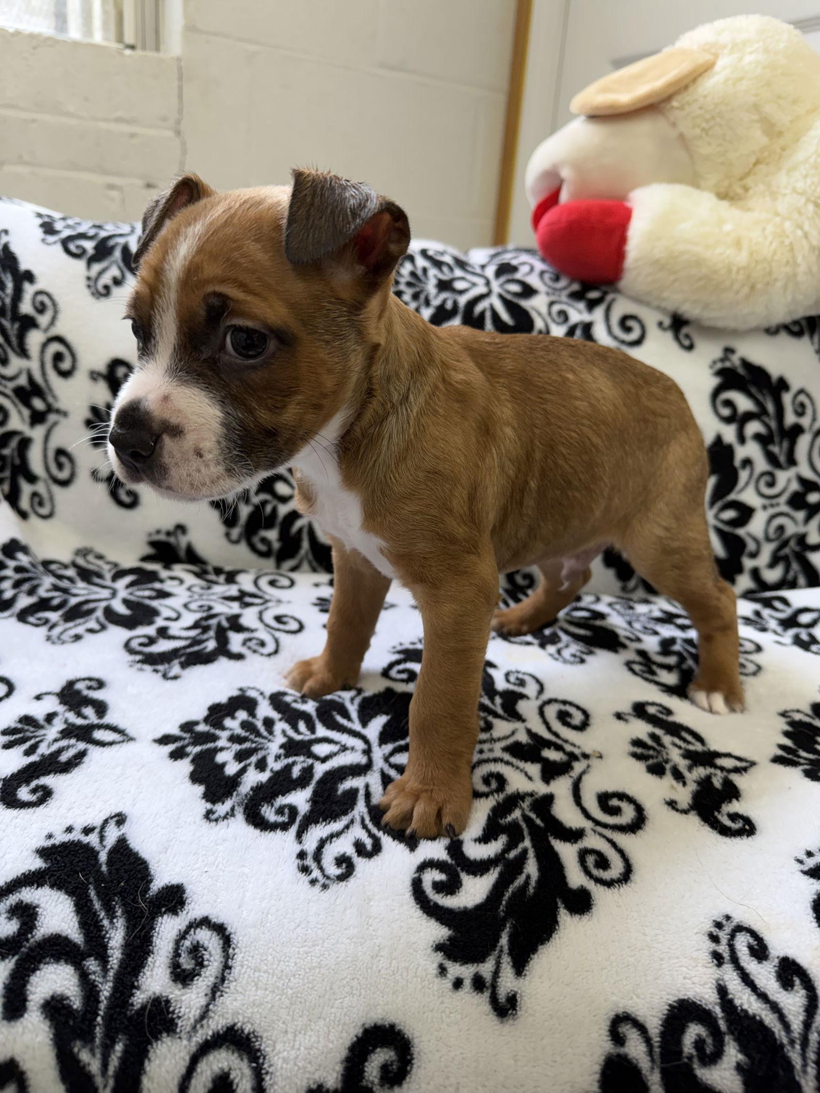 Jaxx, a Adoptable mixed breed in York, SC image 2/3