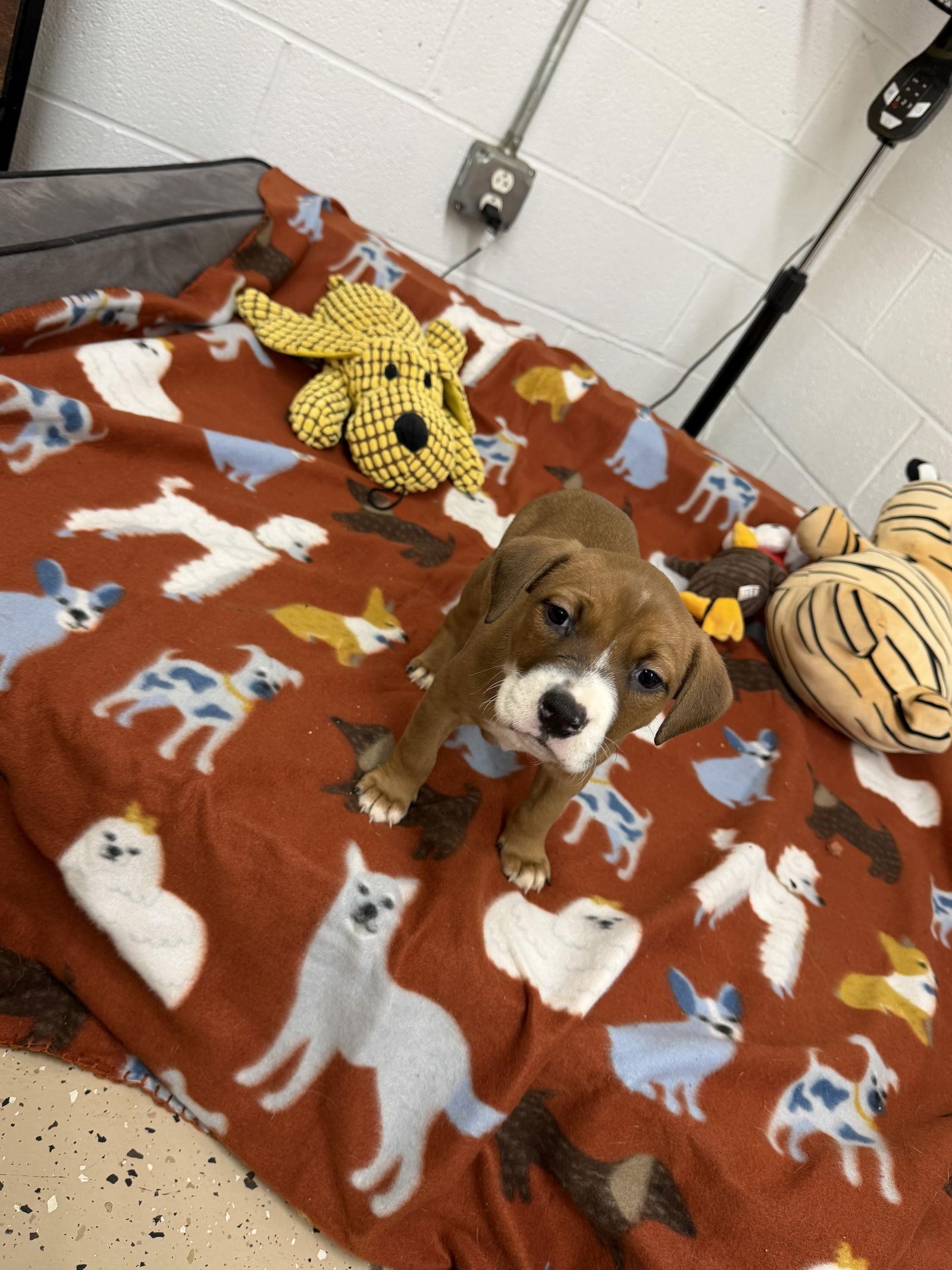 Jaxx, a Adoptable mixed breed in York, SC image 3/3