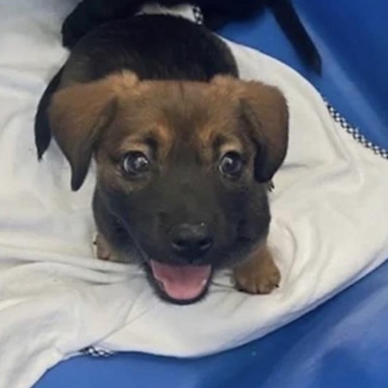 Matcha, ADOPTABLE, Puppy Female Spaniel.