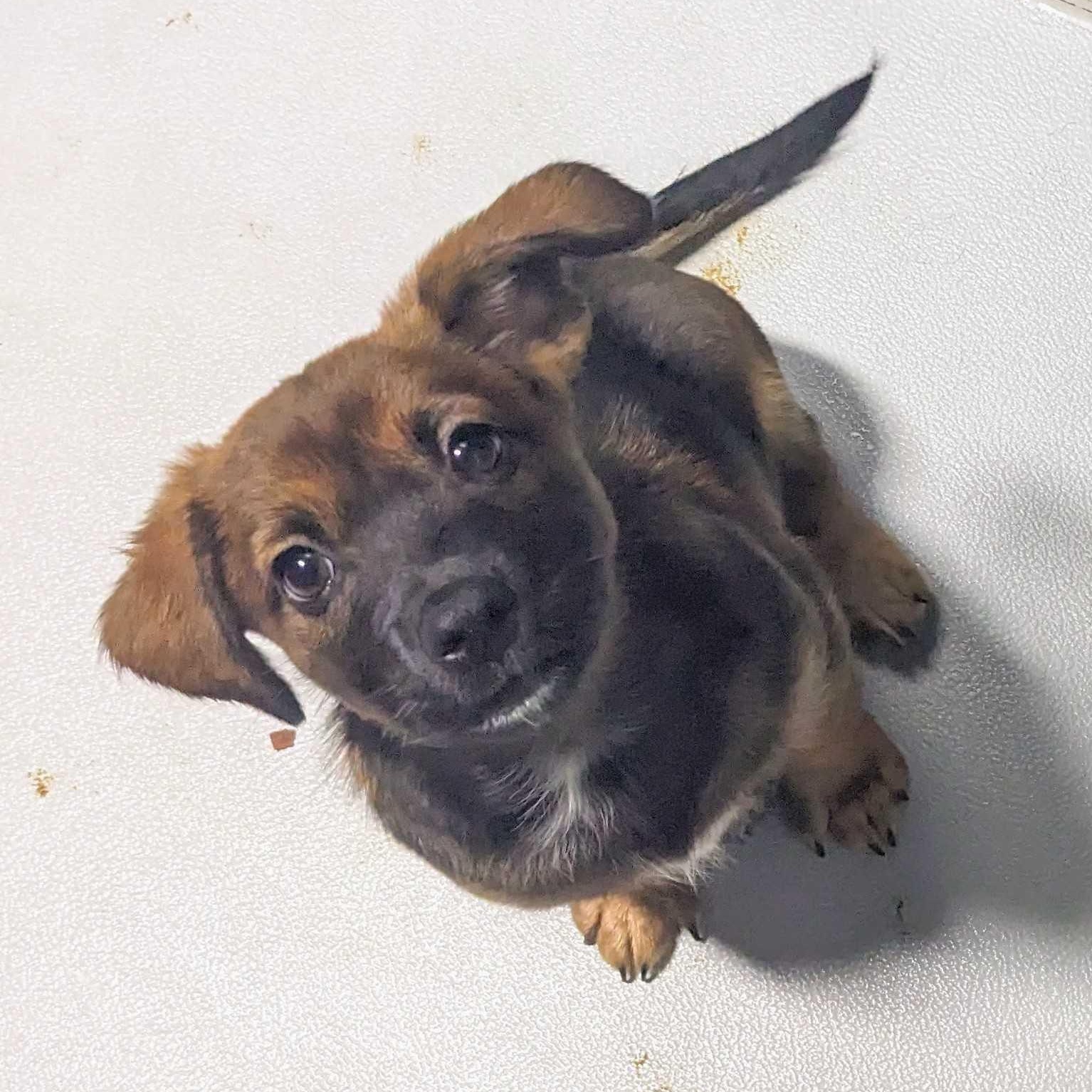Matcha, a ADOPTABLE mixed breed in Copiague, NY image 2/4