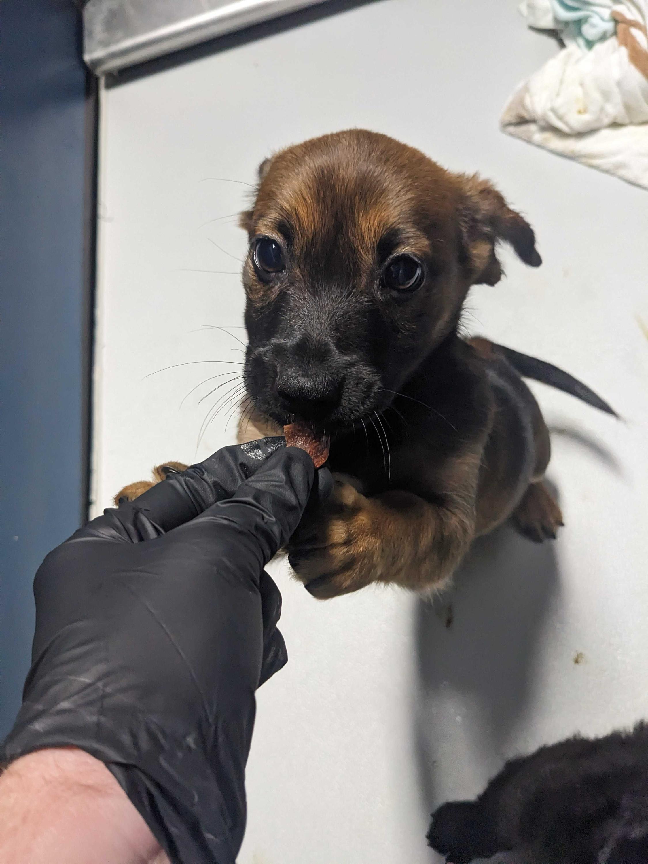 Matcha, a ADOPTABLE mixed breed in Copiague, NY image 4/4