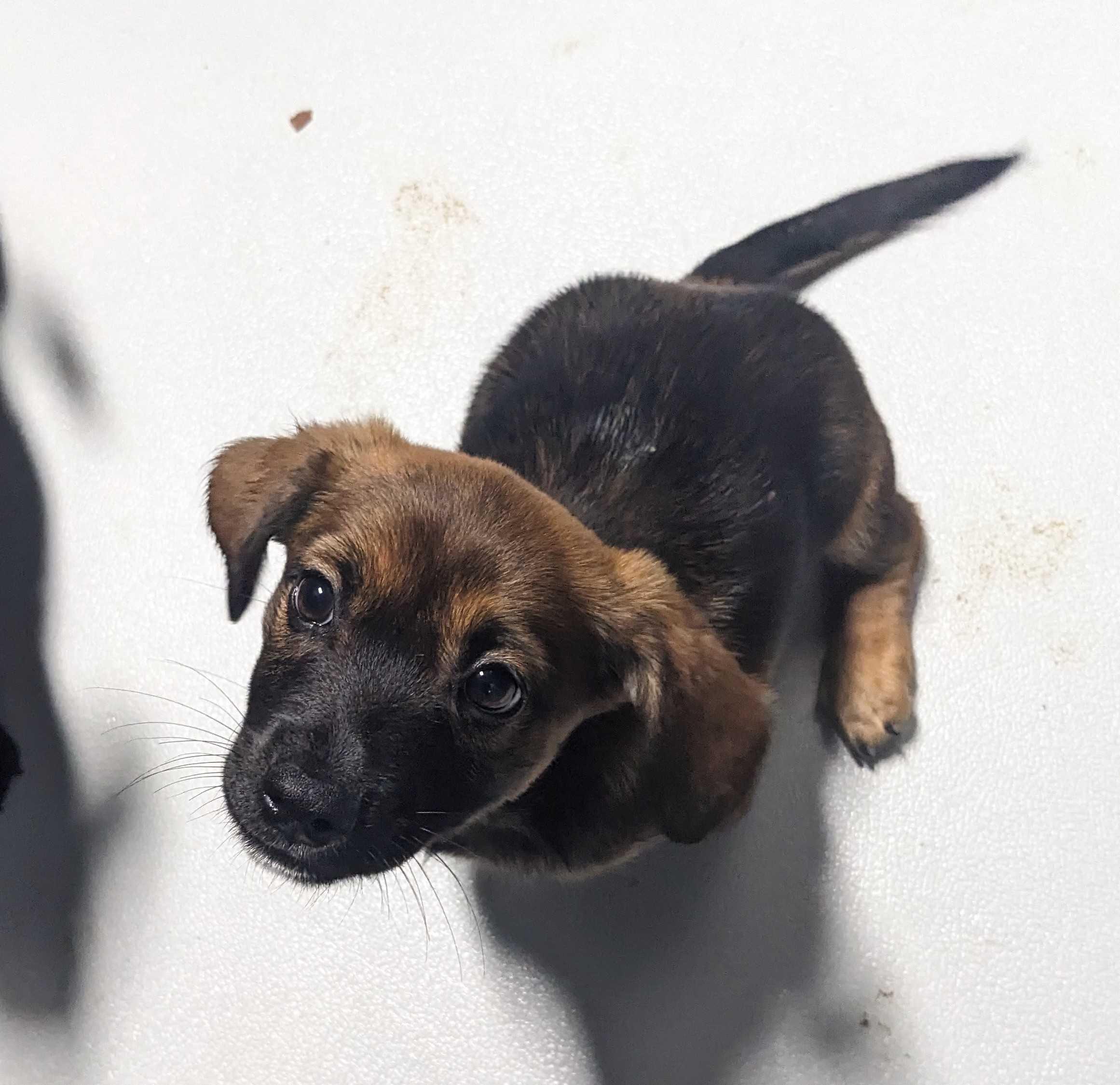 Matcha, a ADOPTABLE mixed breed in Copiague, NY image 3/4