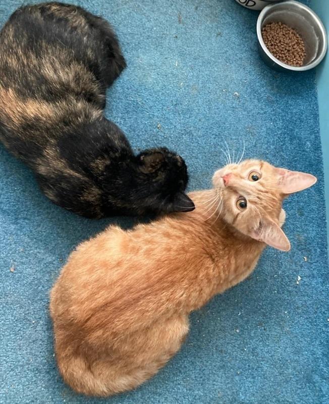 Enlarge Shelly (polydactyl), a Adoptable mixed breed in Safety Harbor, FL image 2/2