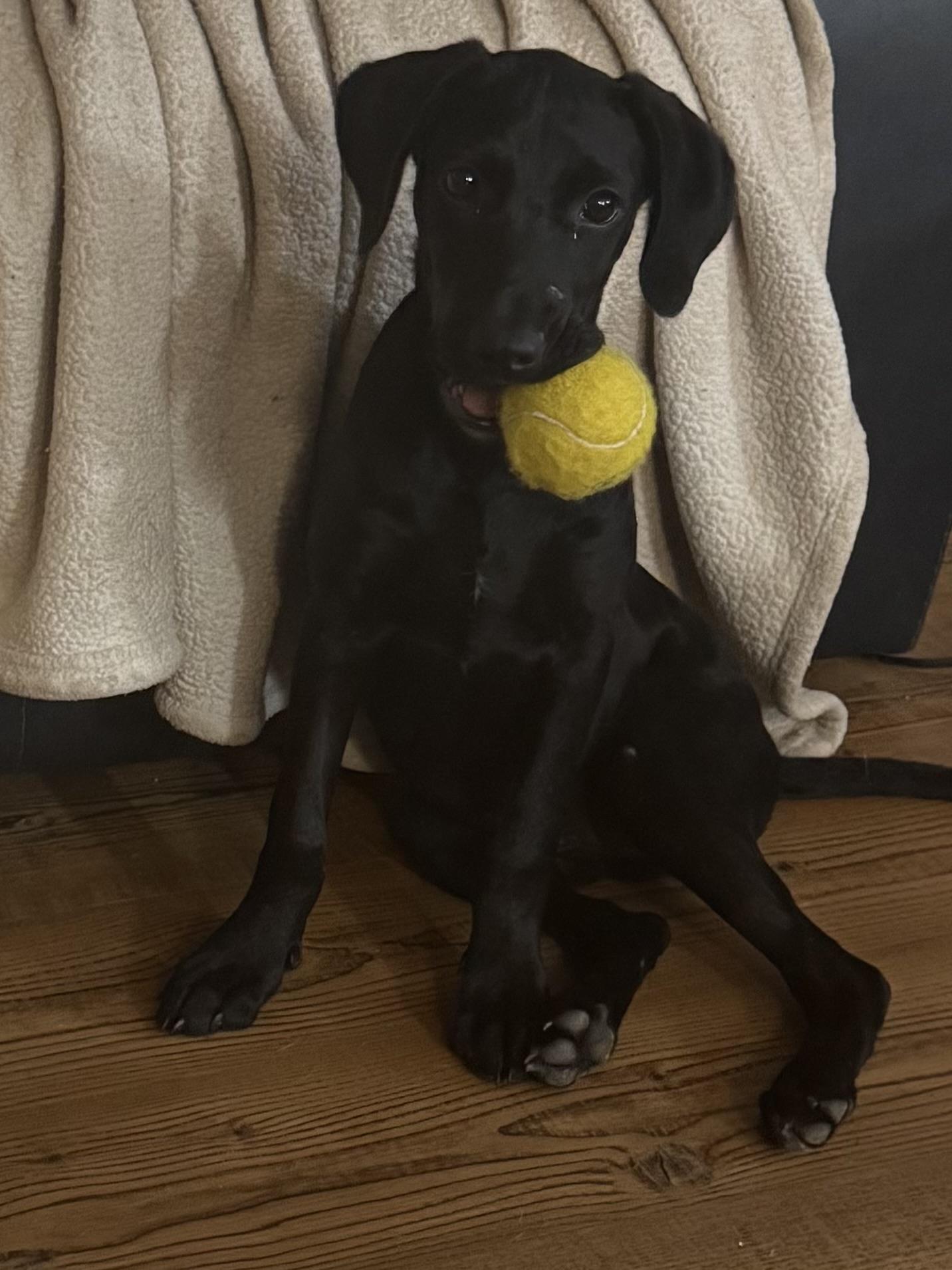 Enlarge Dolly - will be at Always Adopt Nov. 7, a Adoptable mixed breed in Warwick, RI image 2/6
