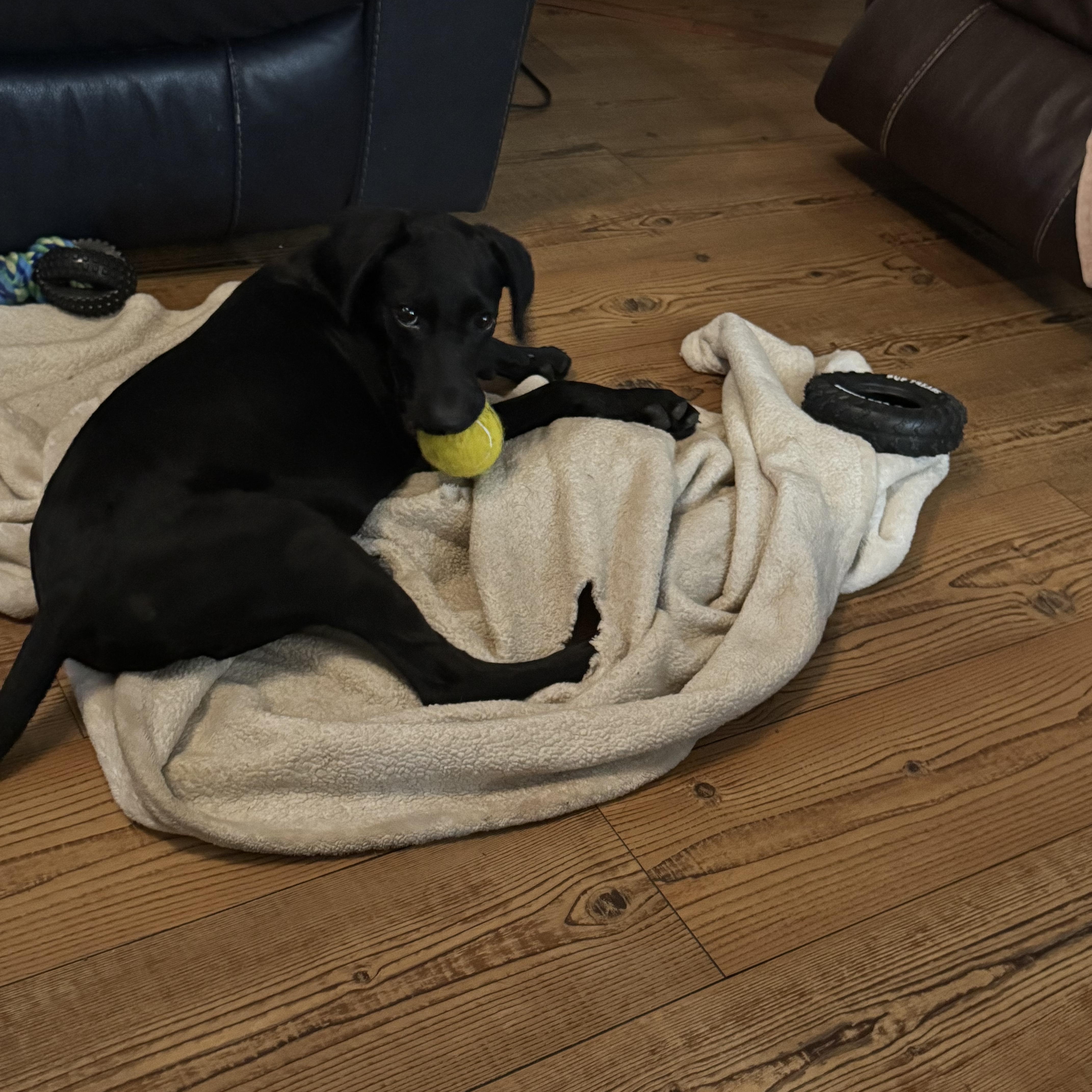 Enlarge Dolly - will be at Always Adopt Nov. 7, a Adoptable mixed breed in Warwick, RI image 5/6
