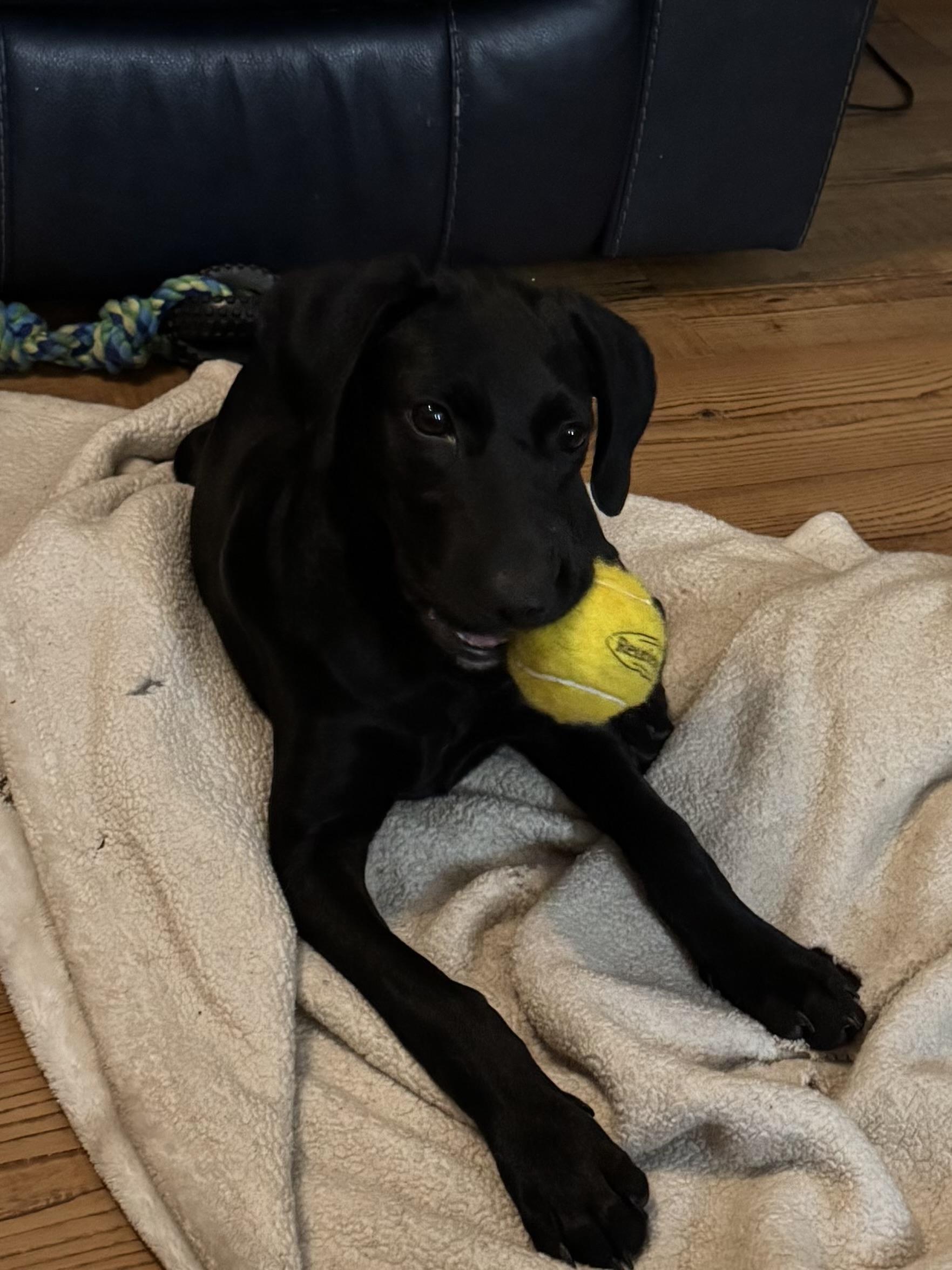 Enlarge Dolly - will be at Always Adopt Nov. 7, a Adoptable mixed breed in Warwick, RI image 3/6