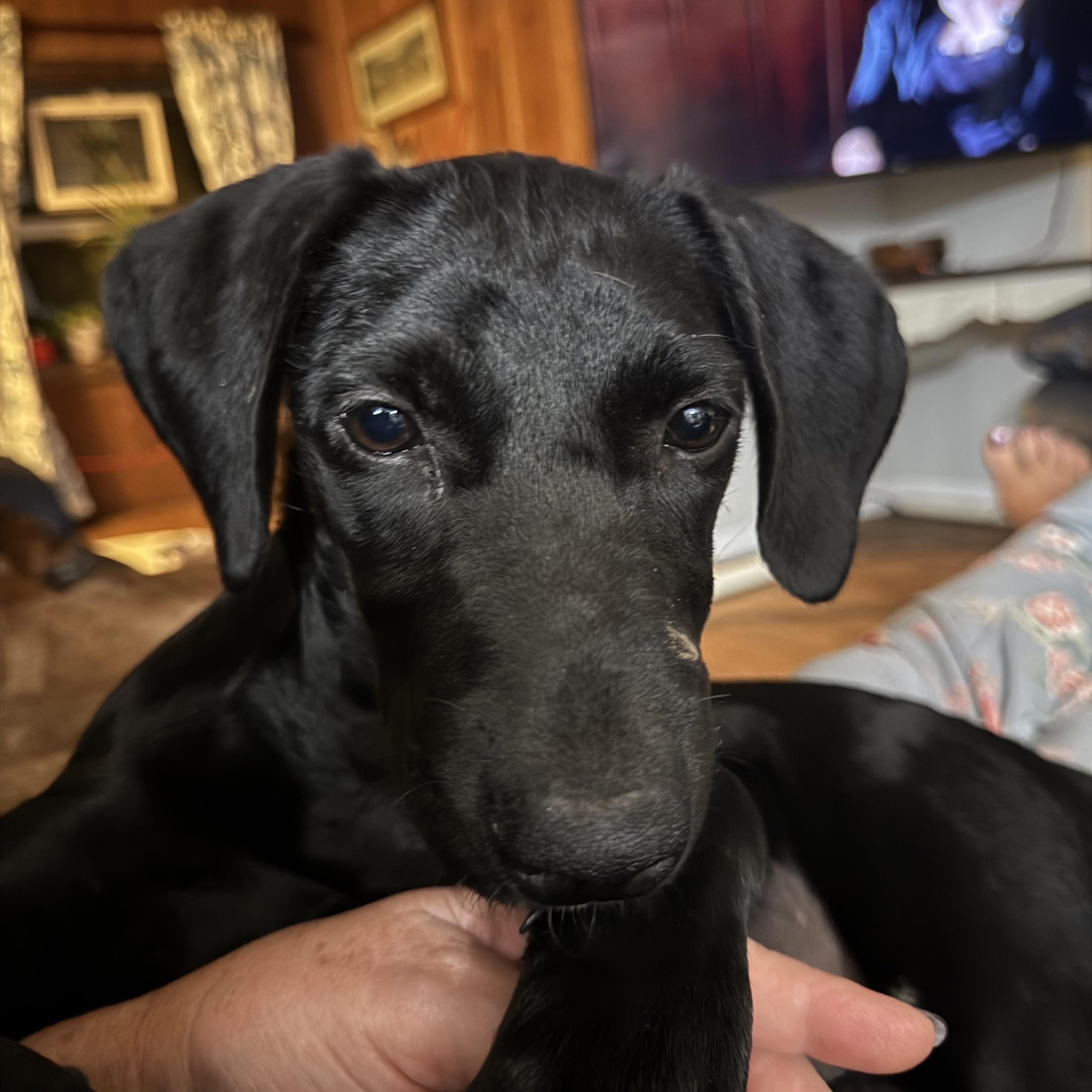 Dolly - will be at Always Adopt Nov. 7, Adoptable, Puppy Female Black Labrador Retriever & Hound.