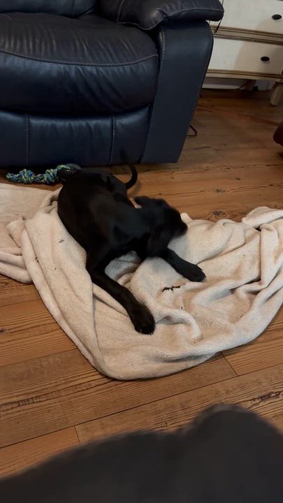 Enlarge Dolly - will be at Always Adopt Nov. 7, a Adoptable mixed breed in Warwick, RI video 6/6