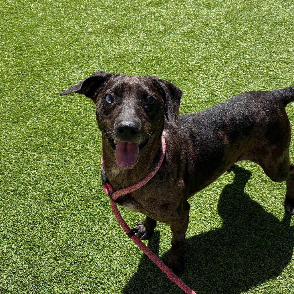 Enlarge Lydia, a Adoptable mixed breed in Bedford, NH image 2/5