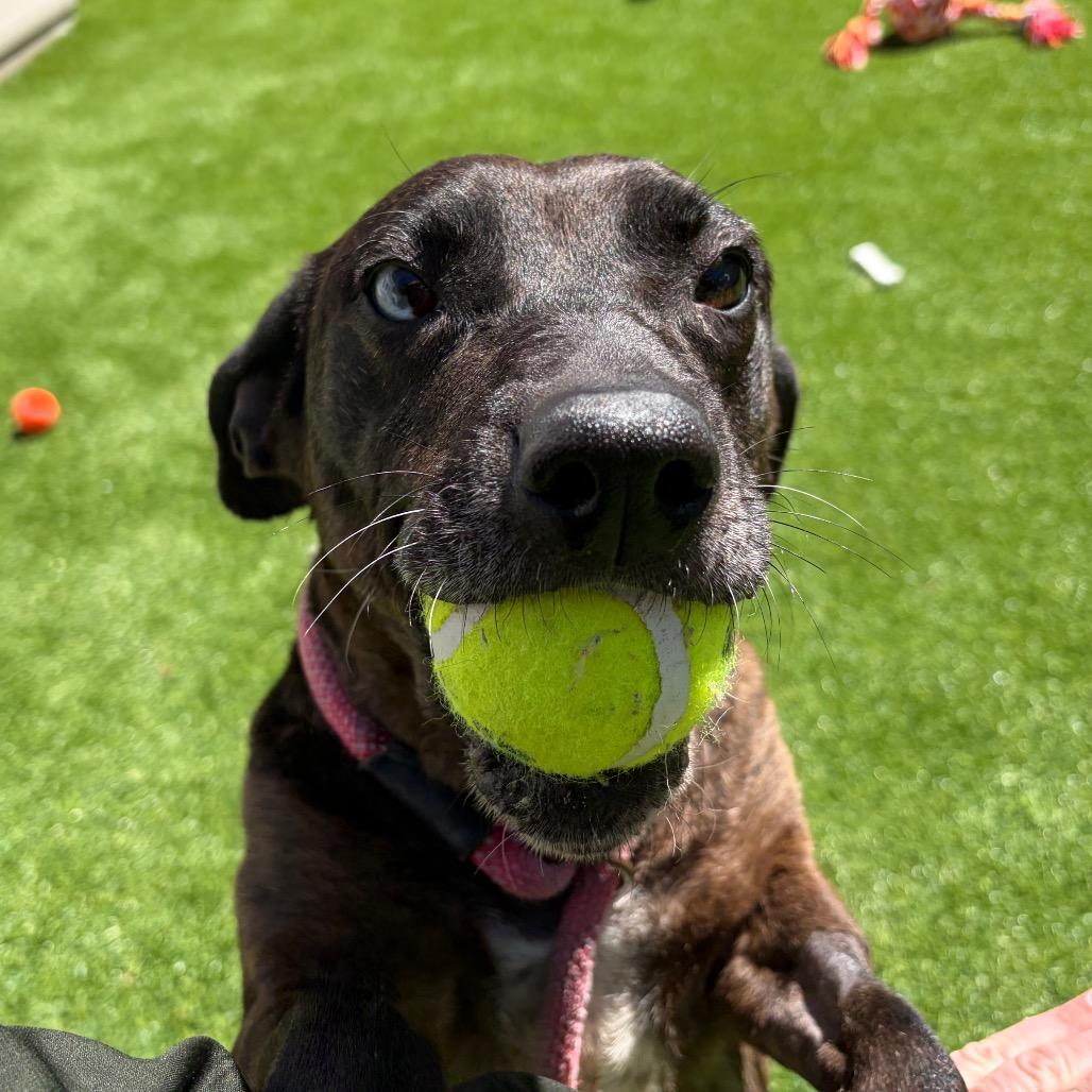 Enlarge Lydia, a Adoptable mixed breed in Bedford, NH image 3/5