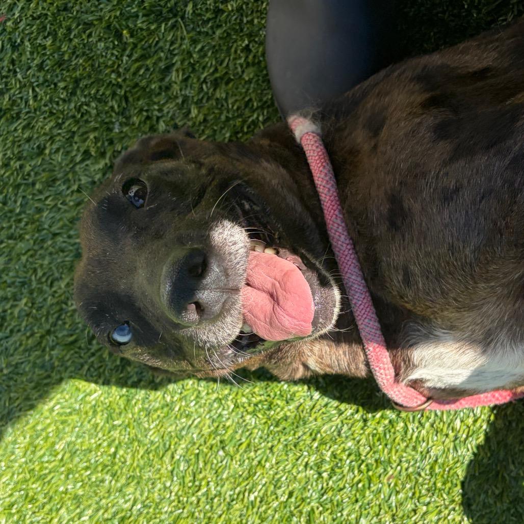 Enlarge Lydia, a Adoptable mixed breed in Bedford, NH image 4/5