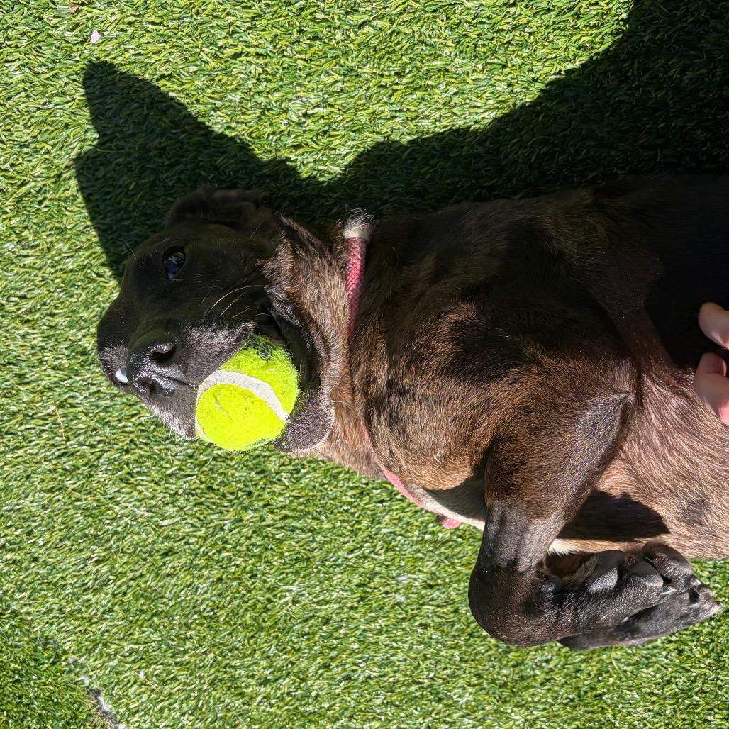 Enlarge Lydia, a Adoptable mixed breed in Bedford, NH image 5/5