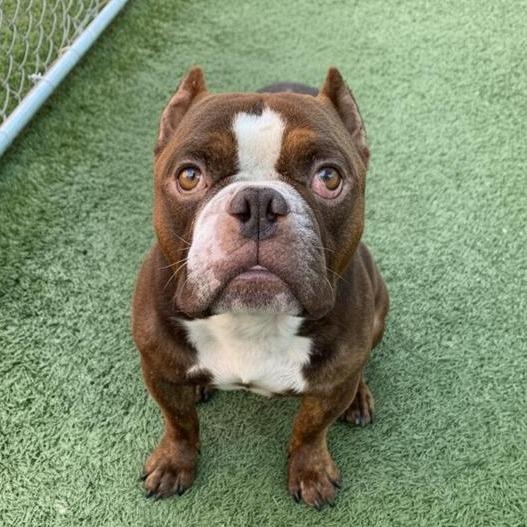 Rupert, Adoptable, Adult Male English Bulldog.