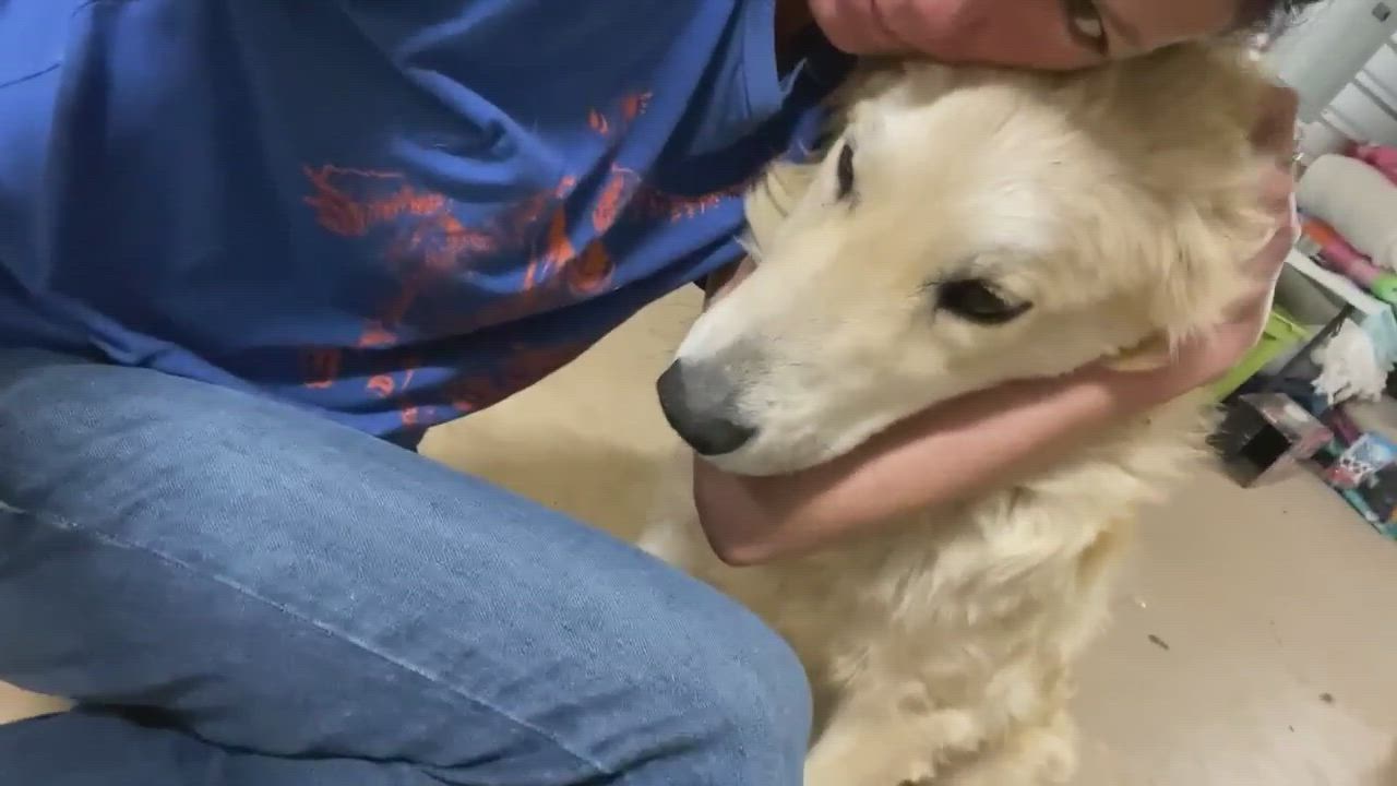 Enlarge Scout , a Adopted mixed breed in Pelham, NH video 4/7