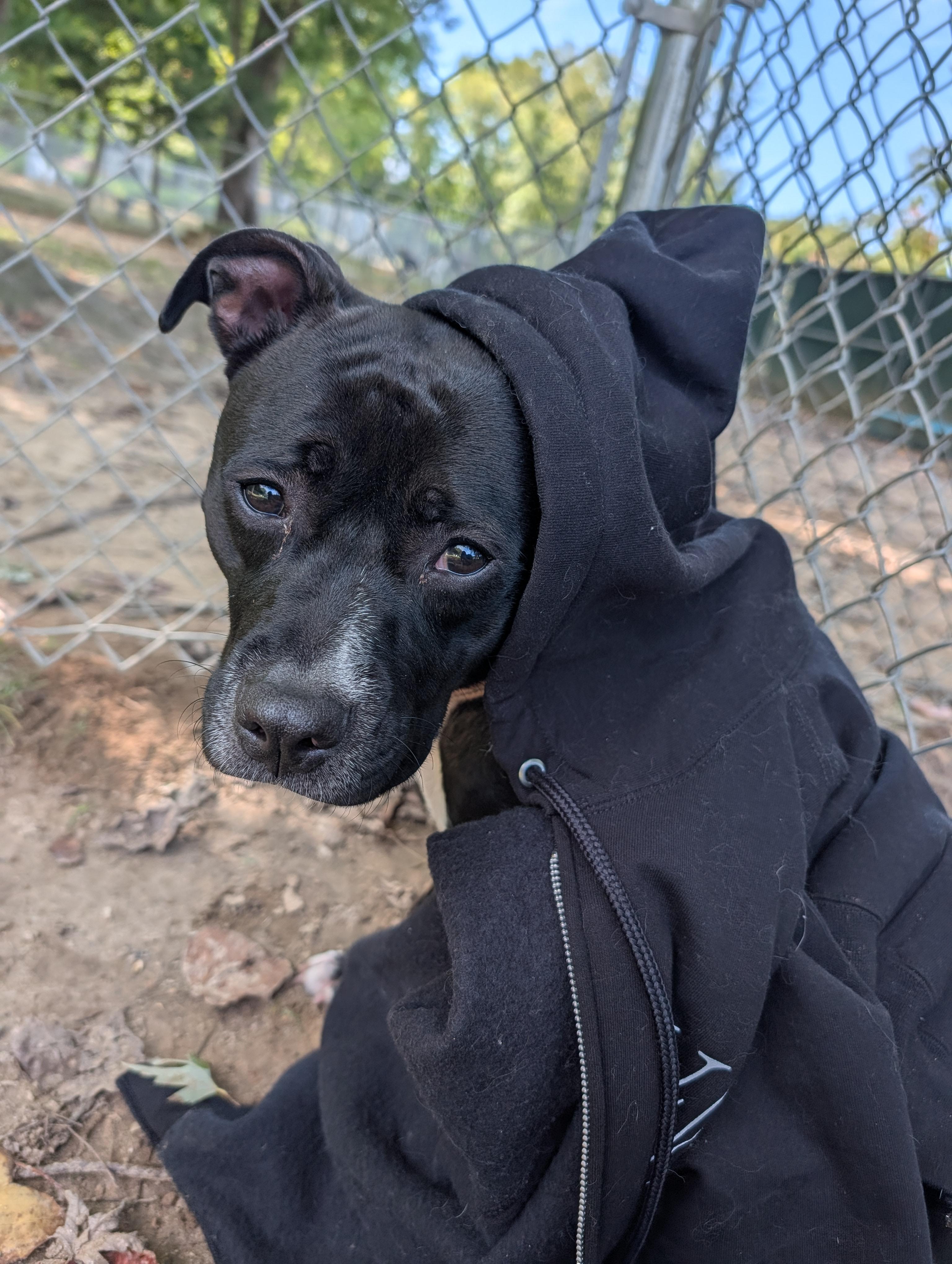 Enlarge Olympia, a Adoptable Pit Bull Terrier in Reisterstown, MD image 1/1