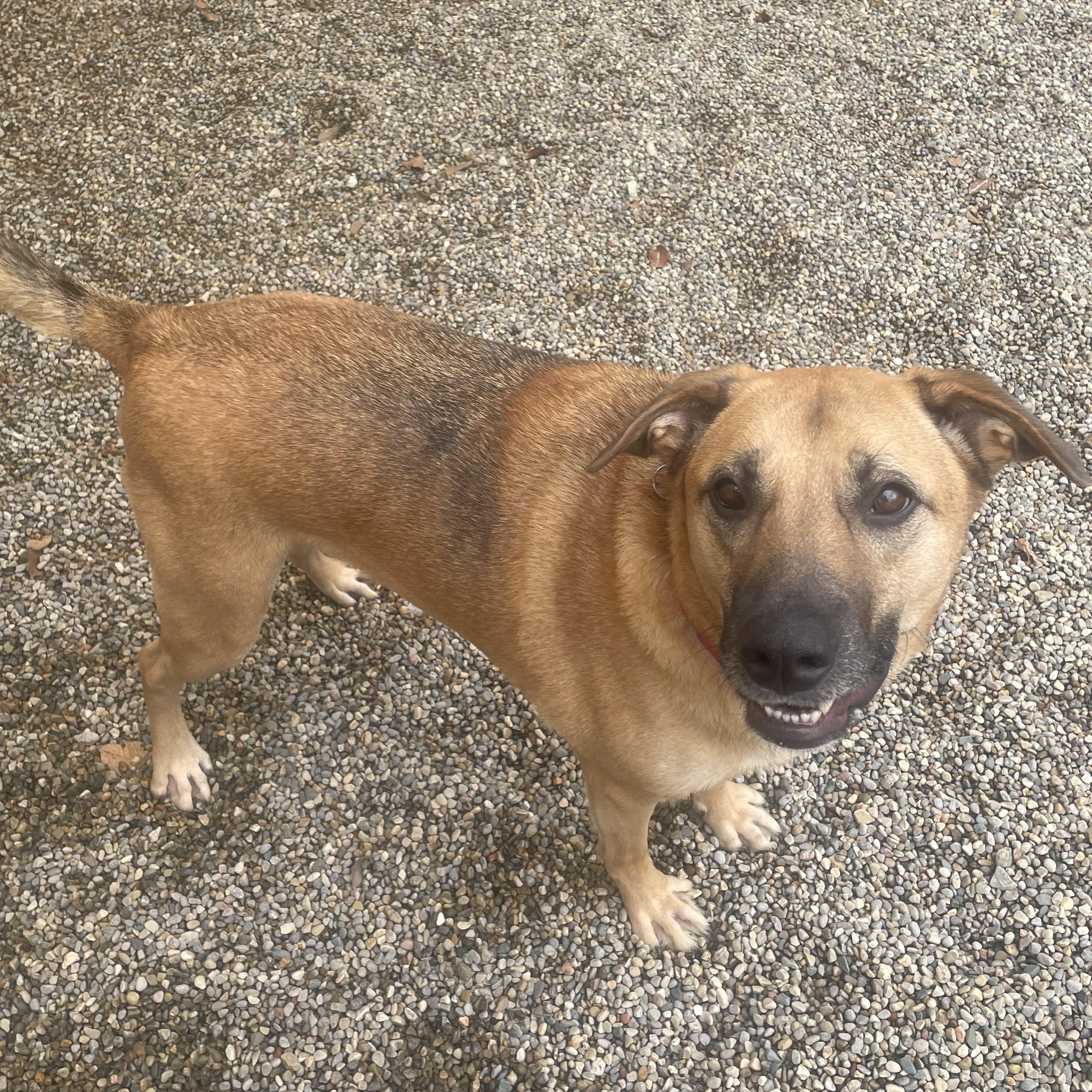 Boomer, a Adoptable Mixed Breed in Detroit, MI image 4/6