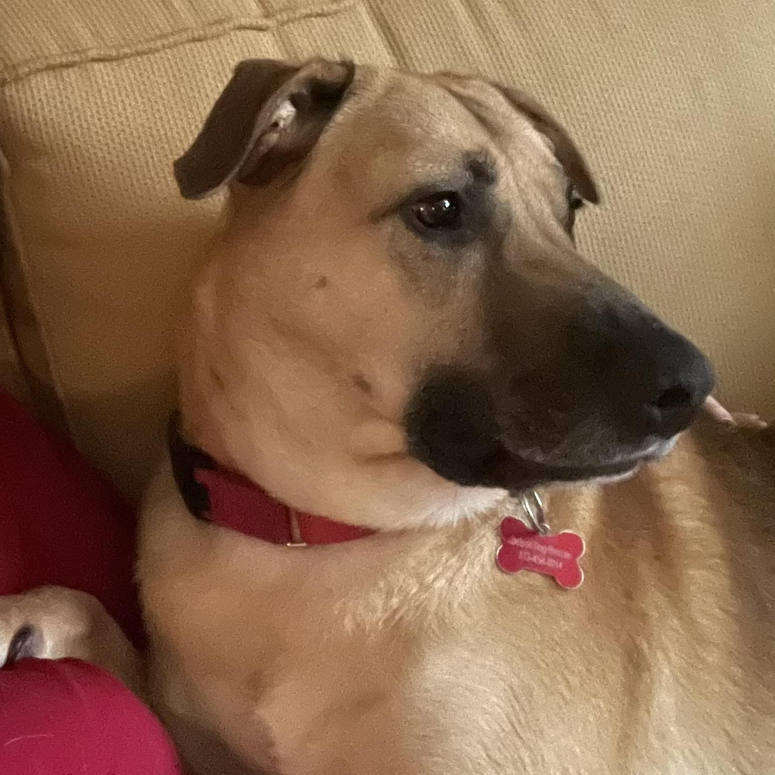 Boomer, a Adoptable Mixed Breed in Detroit, MI image 5/6