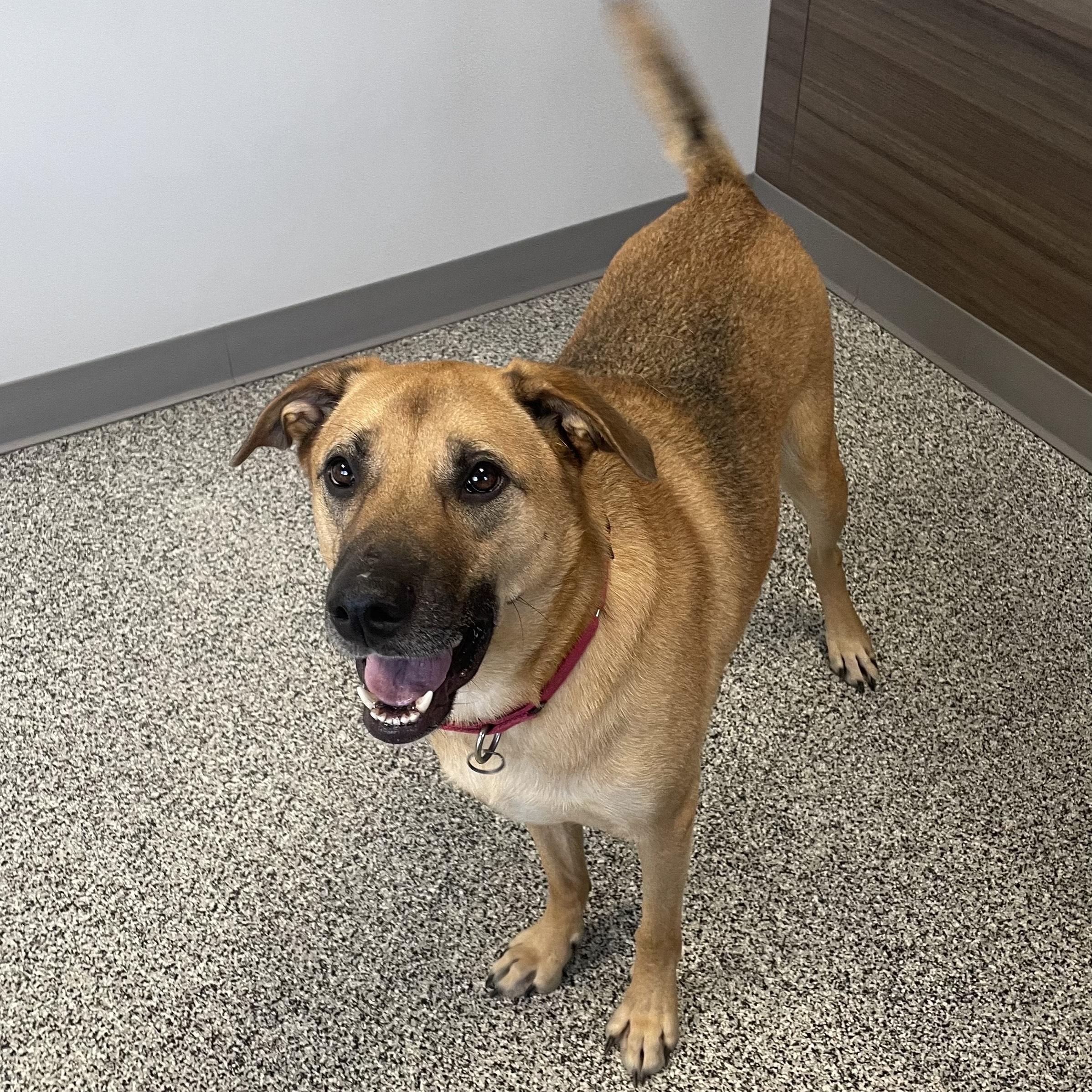 Boomer, a Adoptable Mixed Breed in Detroit, MI image 2/6