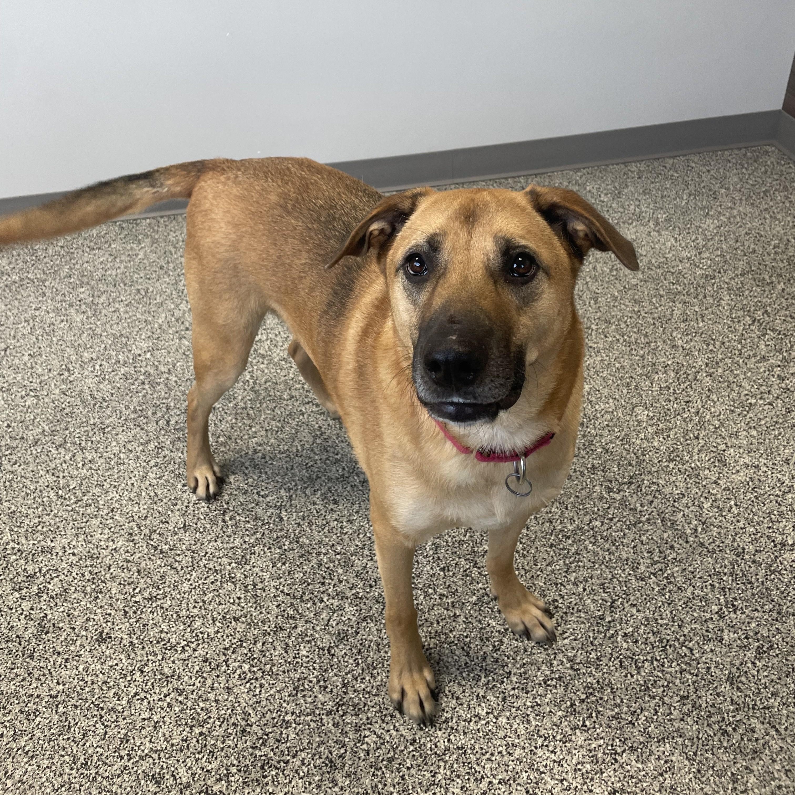 Boomer, a Adoptable Mixed Breed in Detroit, MI image 6/6