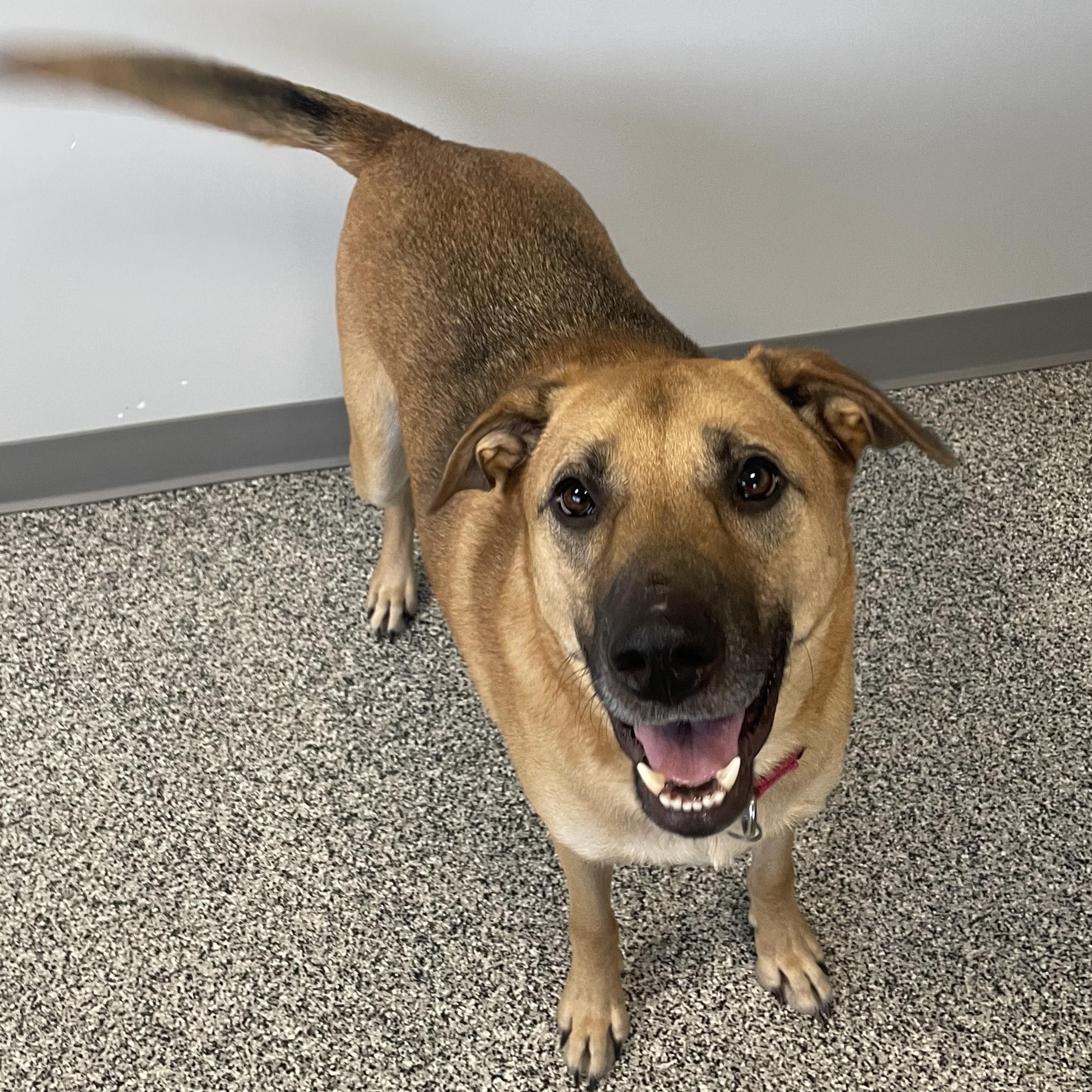 Boomer, Adoptable, Adult Male Mixed Breed.