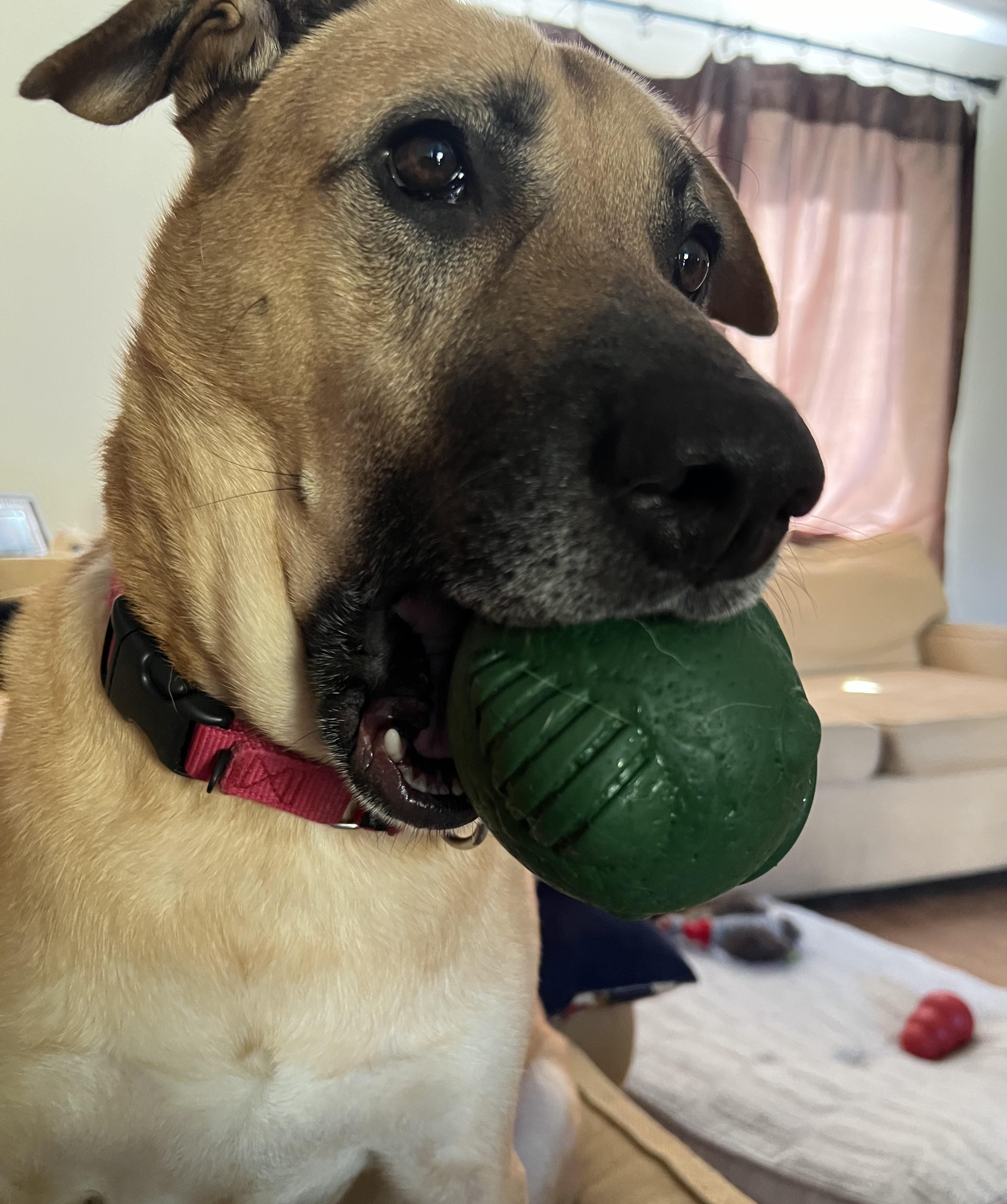 Boomer, a Adoptable Mixed Breed in Detroit, MI image 3/6