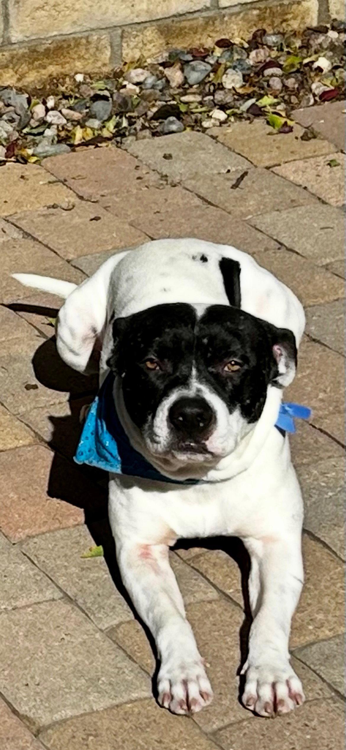 Russ, Adopted, Young Male Pit Bull Terrier.