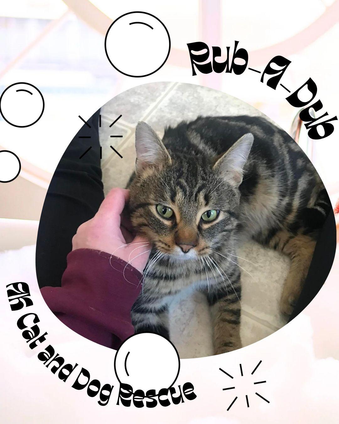 Rub-A-Dub, Adoptable, Young Male Domestic Short Hair.