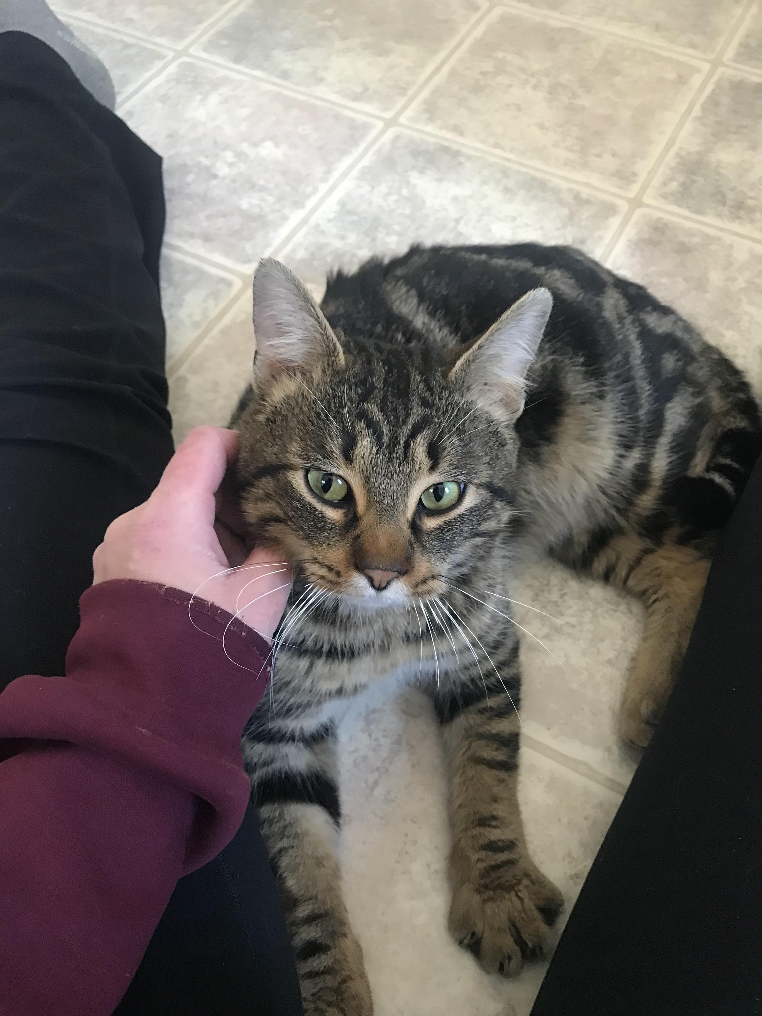 Enlarge Rub-A-Dub, a Adoptable mixed breed in Wasilla, AK image 3/3