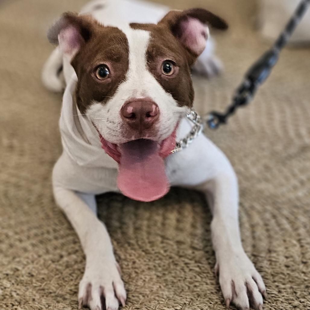 Enlarge Lucy (Mouse), a Adoptable Mixed Breed in Myrtle Beach, SC image 1/5