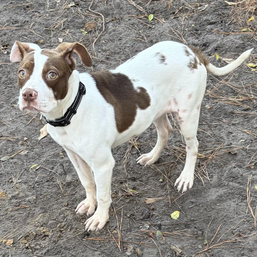 Lucy (Mouse), Adoptable, Puppy Female Mixed Breed.
