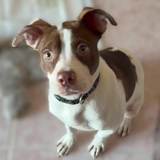 Enlarge Lucy (Mouse), a Adoptable Mixed Breed in Myrtle Beach, SC image 2/5