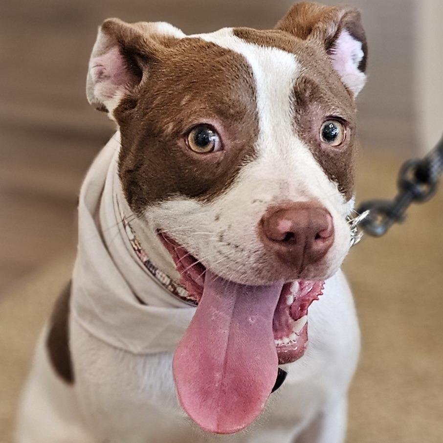 Enlarge Lucy (Mouse), a Adoptable Mixed Breed in Myrtle Beach, SC image 3/5