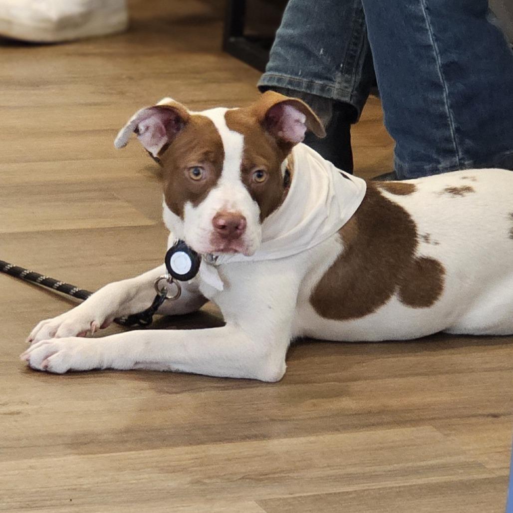 Enlarge Lucy (Mouse), a Adoptable Mixed Breed in Myrtle Beach, SC image 5/5