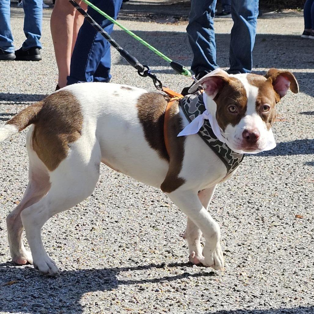Enlarge Lucy, a Adoptable Mixed Breed in Myrtle Beach, SC image 6/6