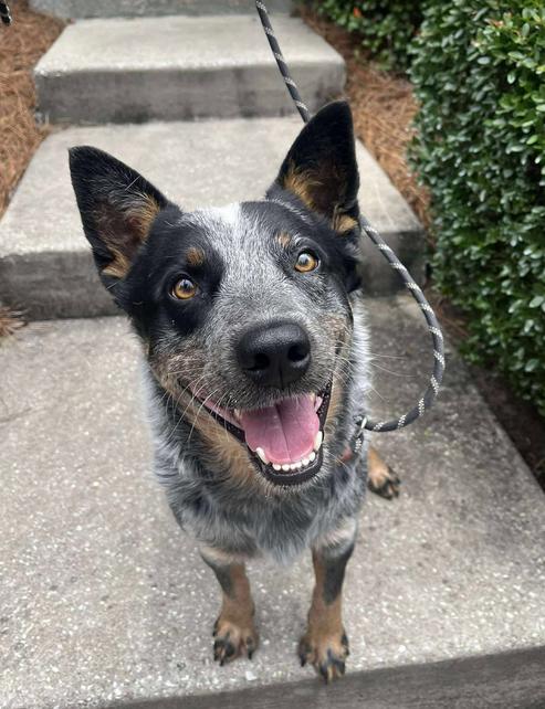 Ranger, Adult Male Australian Cattle Dog / Blue Heeler