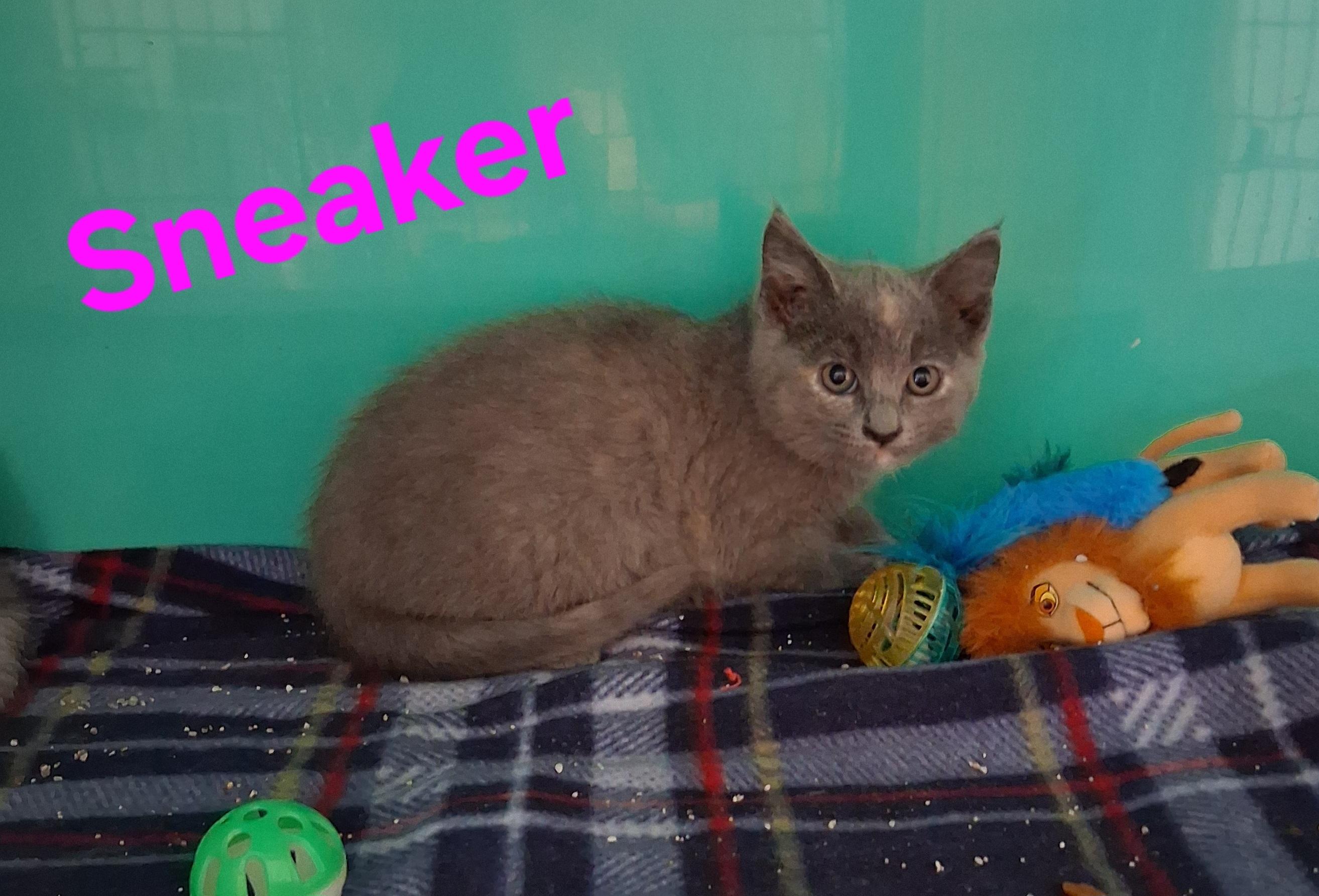 Sneakers, Adoptable, Kitten Female Domestic Medium Hair.