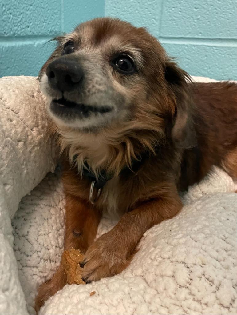 Little Bit, Adoptable, Senior Male Chihuahua.